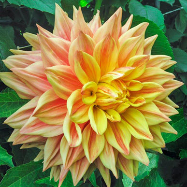 Dinner Plate Dahlia Advance Pink Yellow