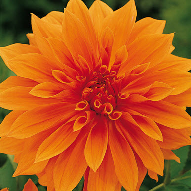 Dinner Plate Dahlia Babylon Bronze Orange
