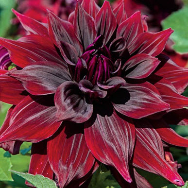 Dinner Plate Dahlia Brigitta Alida Red