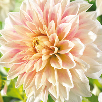 Dinner Plate Dahlia Ice Cube White