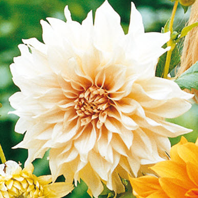 Dinner Plate Dahlia Lillehammer White