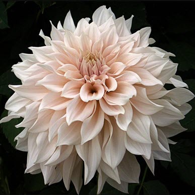 Dinnerplate Dahlia Cafe Au Lait