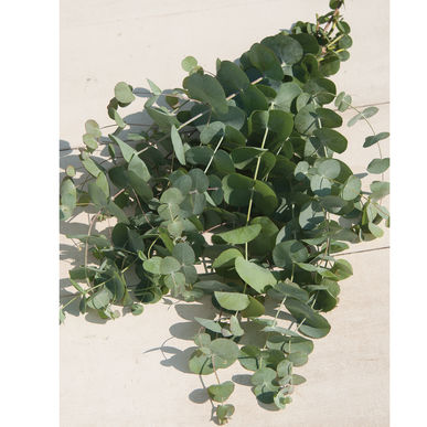 Eucalyptus Silver Dollar