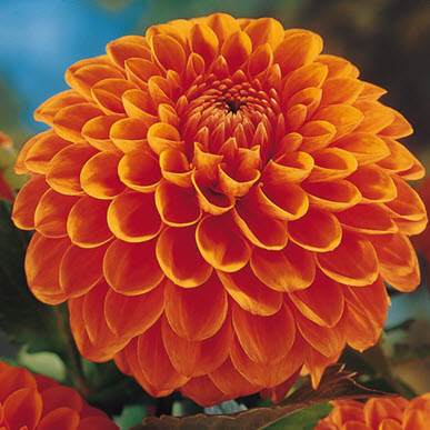 Giant Ball Dahlia Hillcrest Suffusion Orange