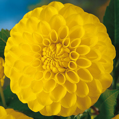 Giant Ball Dahlia Katja Yellow