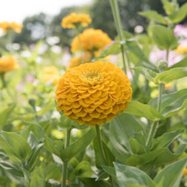 Giant Golden Yellow Zinnia