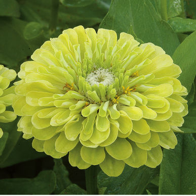 Giant Lime Zinnia