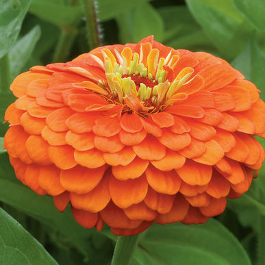 Giant Orange Zinnia
