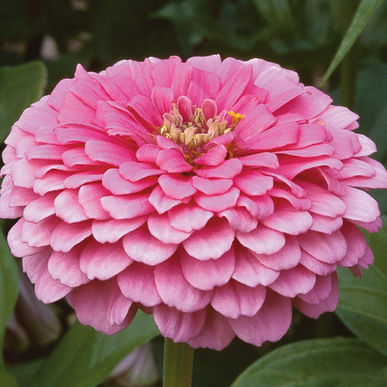 Giant Pink Zinnia