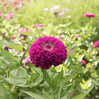 Giant Purple Zinnia