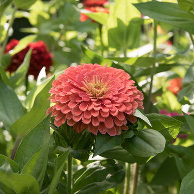 Giant Salmon Rose Zinnia