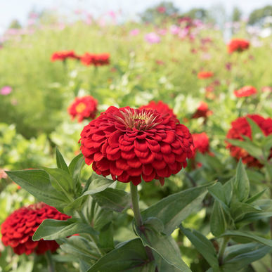 Giant Scarlet Zinnia
