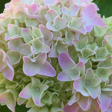 Hydrangea