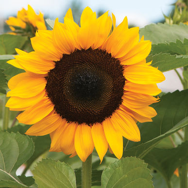 Pro Cut Orange Sunflower