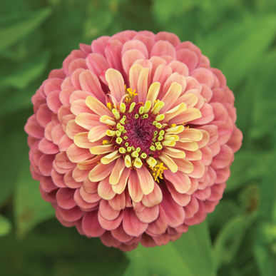 Queen Red Lime Zinnia