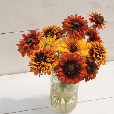 Rudbeckia Cherokee Sunset