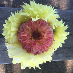 Yellow red dahlia flowers