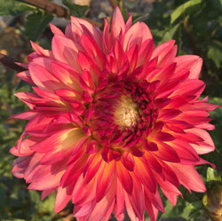 red yellow dahlia flower