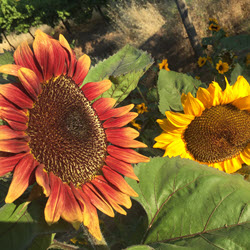 sunflower plant
